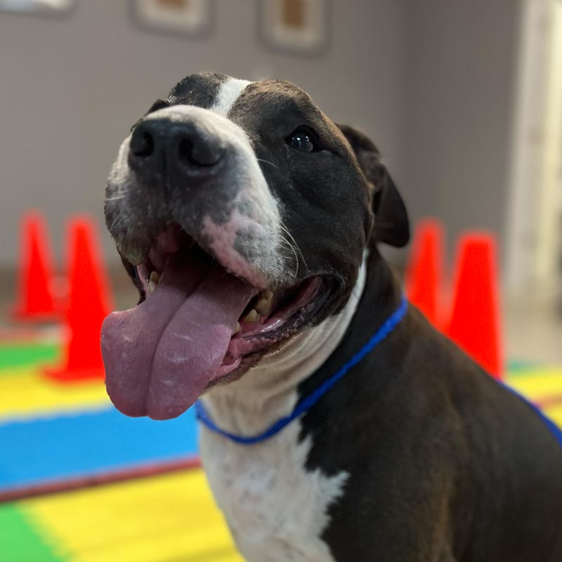 Pet Rehabilitation in New Port Richey, FL Best Care Animal Hospital