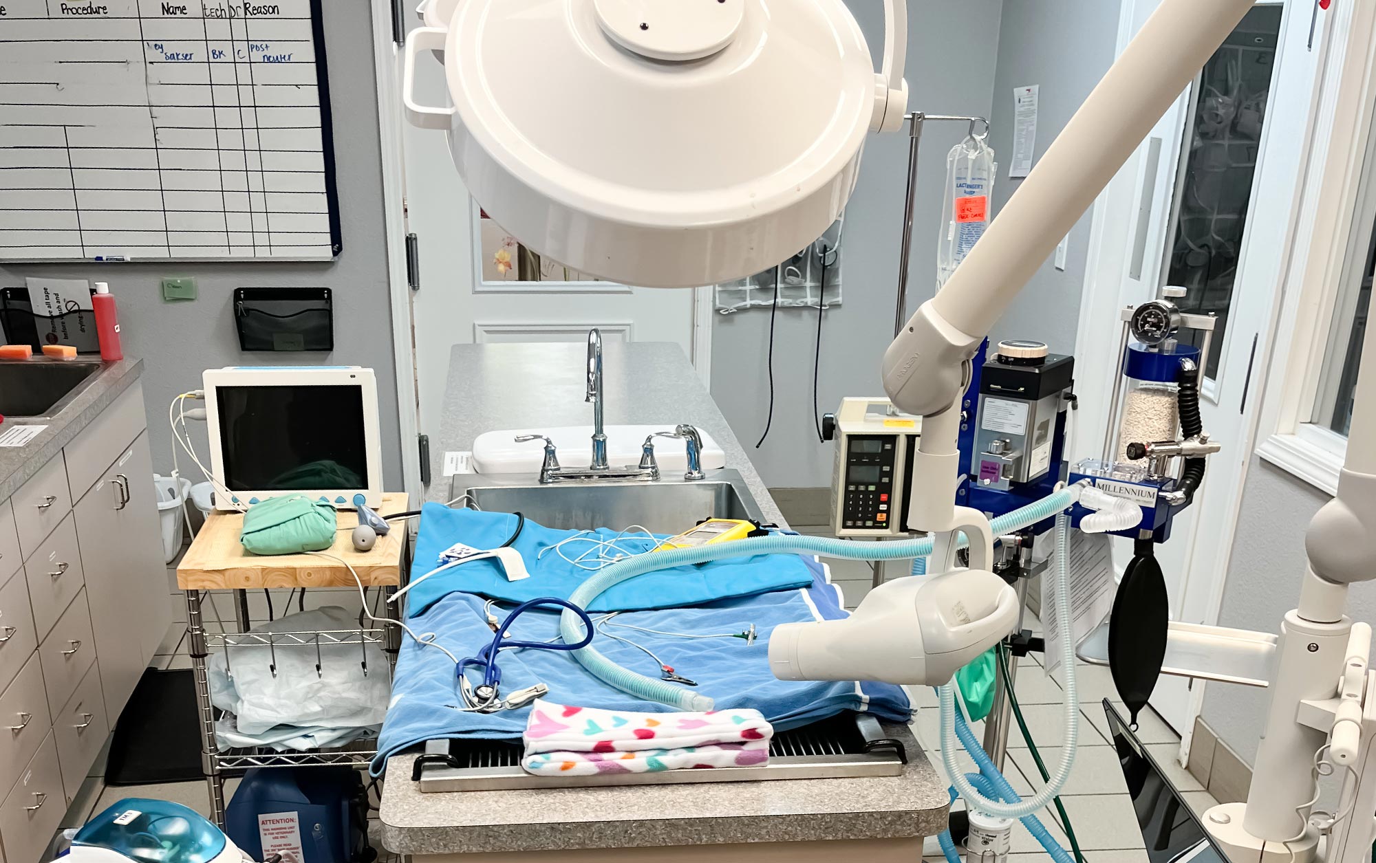 Cat and Dog Teeth Cleaning in New Port Richey, FL Best Care Animal