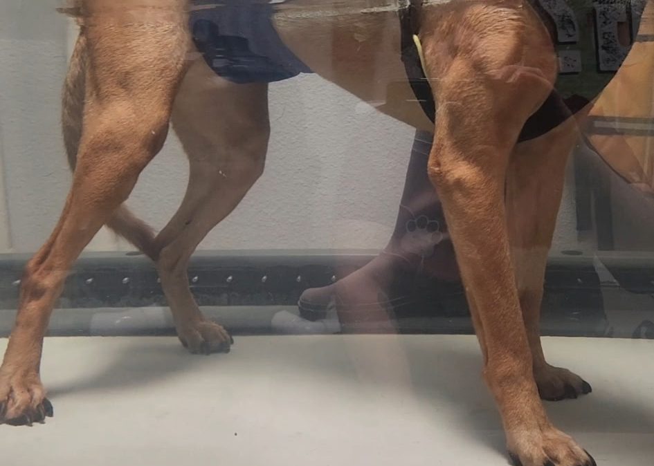 Canine Rehab In Water