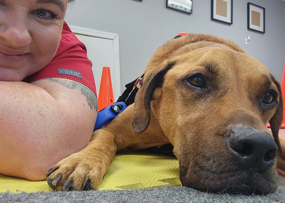 Close Up Of Dog And Vet Tech