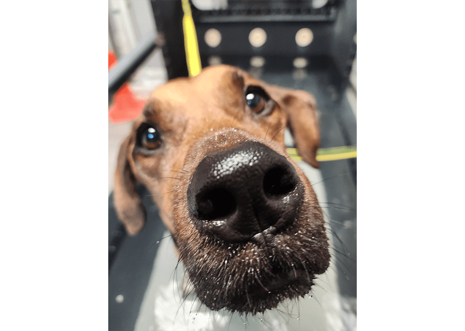 Close Up Of Dog Nose