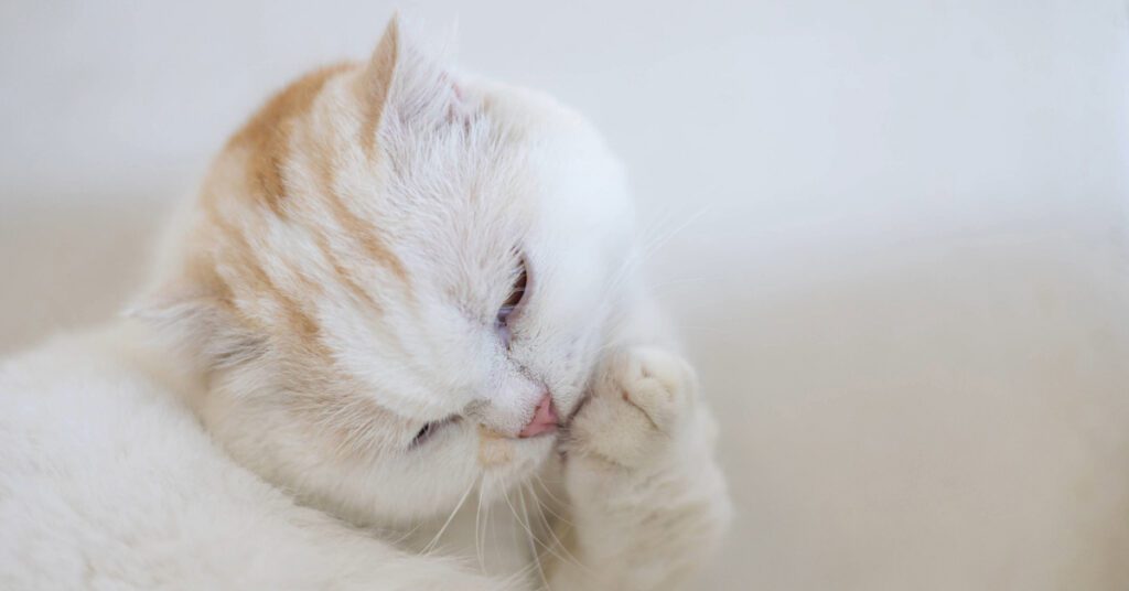 white cat grooming itself at home