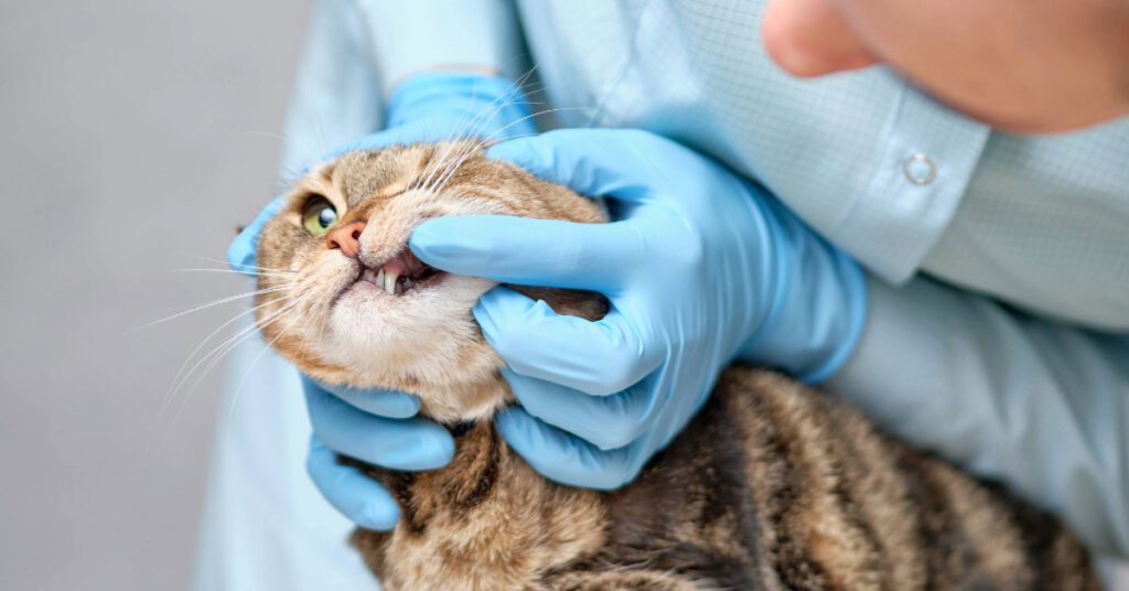 Cat Tooth Extraction Infection Signs