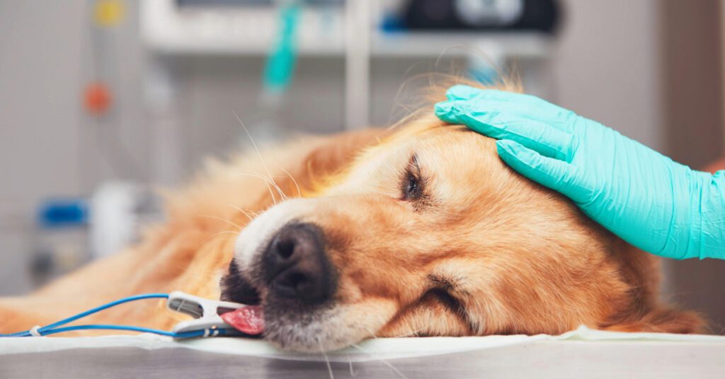 dog in the hospital under anesthesia