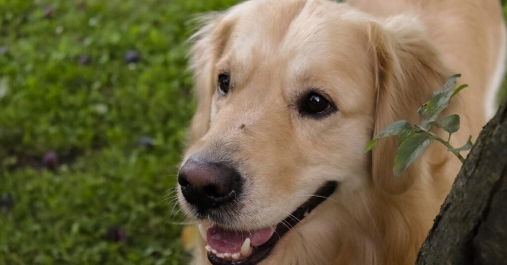 golden retriever dog enjoying the outdoors with a mosquito on his nose