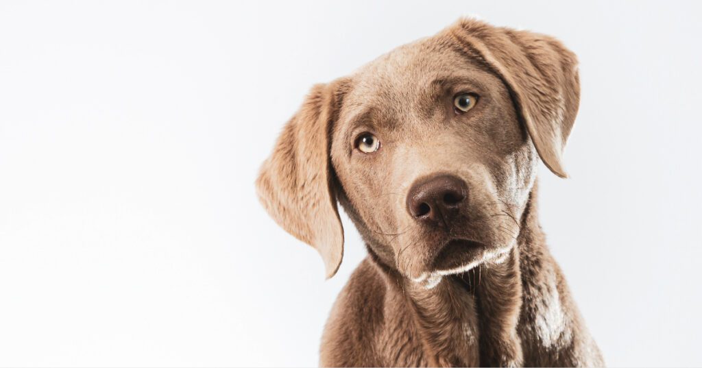 silver labrador retriever dog with tilted head on a white background