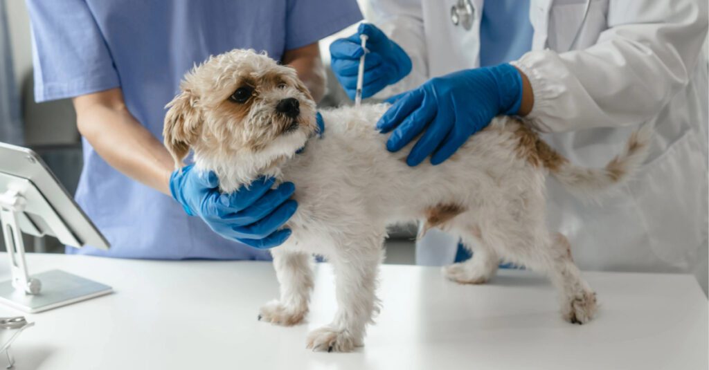 small dog receiving vaccine at the clinic