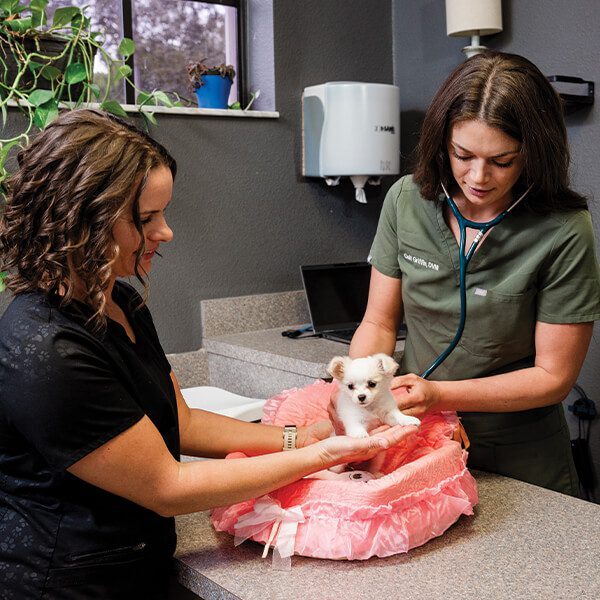 small white dog with veterinarian