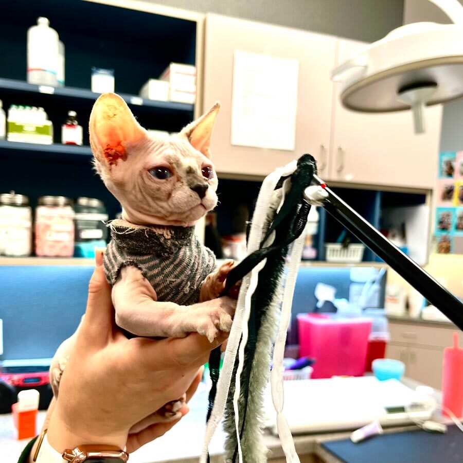 Cat Playing With Toy Wand at pet exam in new port richey fl