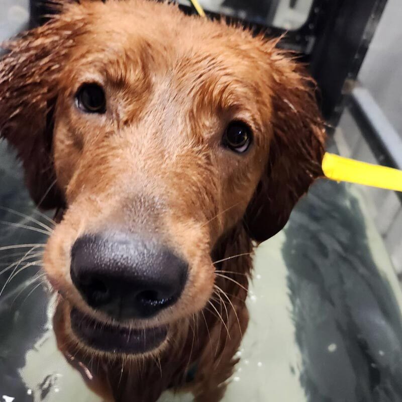 Dog In Hydrotherapy