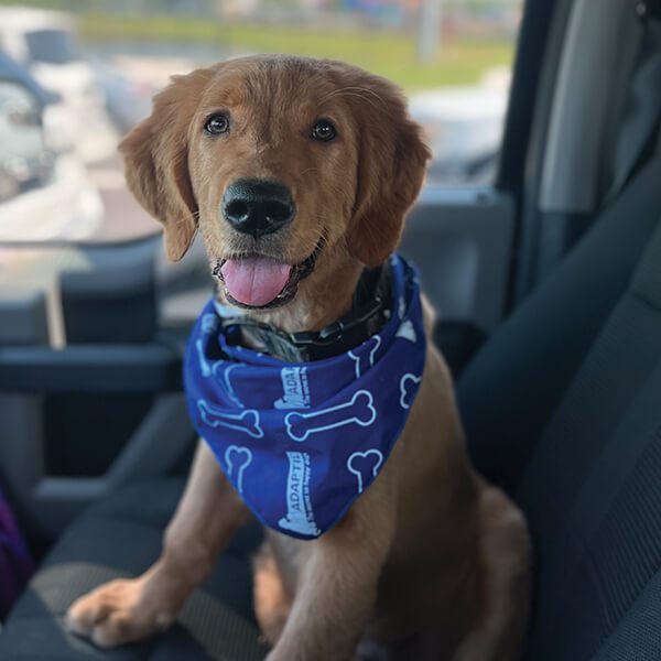 Happy Puppy In Car