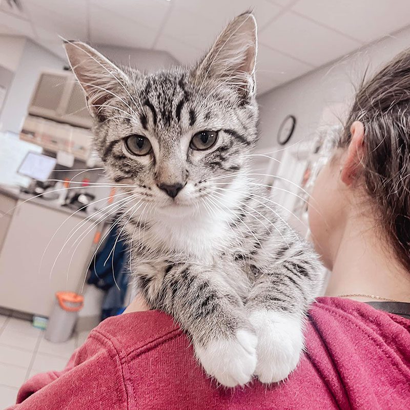 Tabby Cat At Clinic