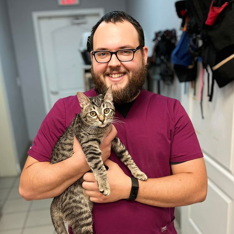 tech holding cat at animal hospital in new port richey fl