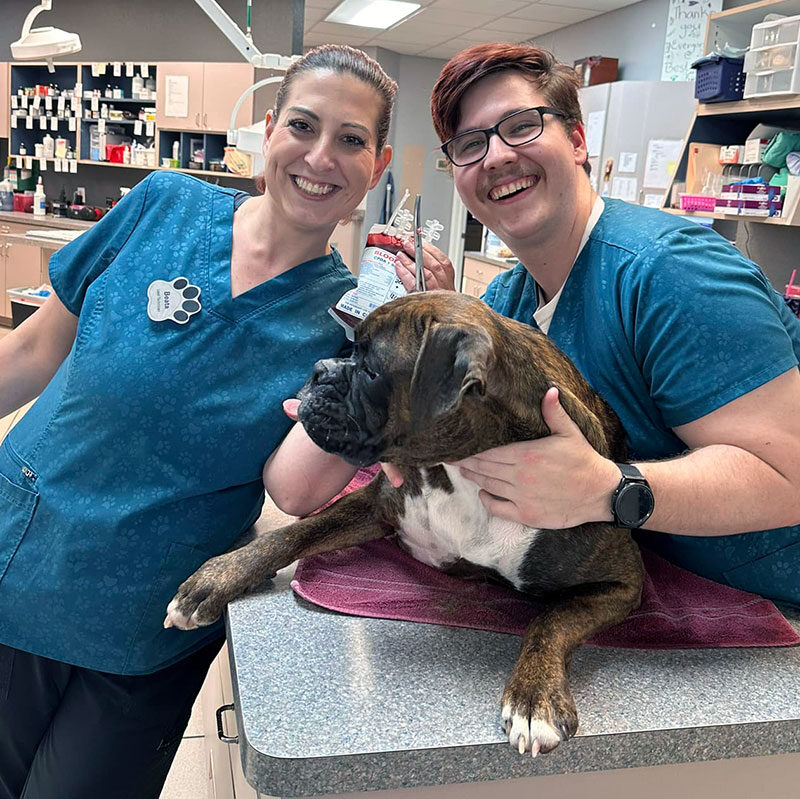 two techs with dog at veterinarian in new port richey fl